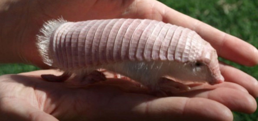 Pink fairy armadillo